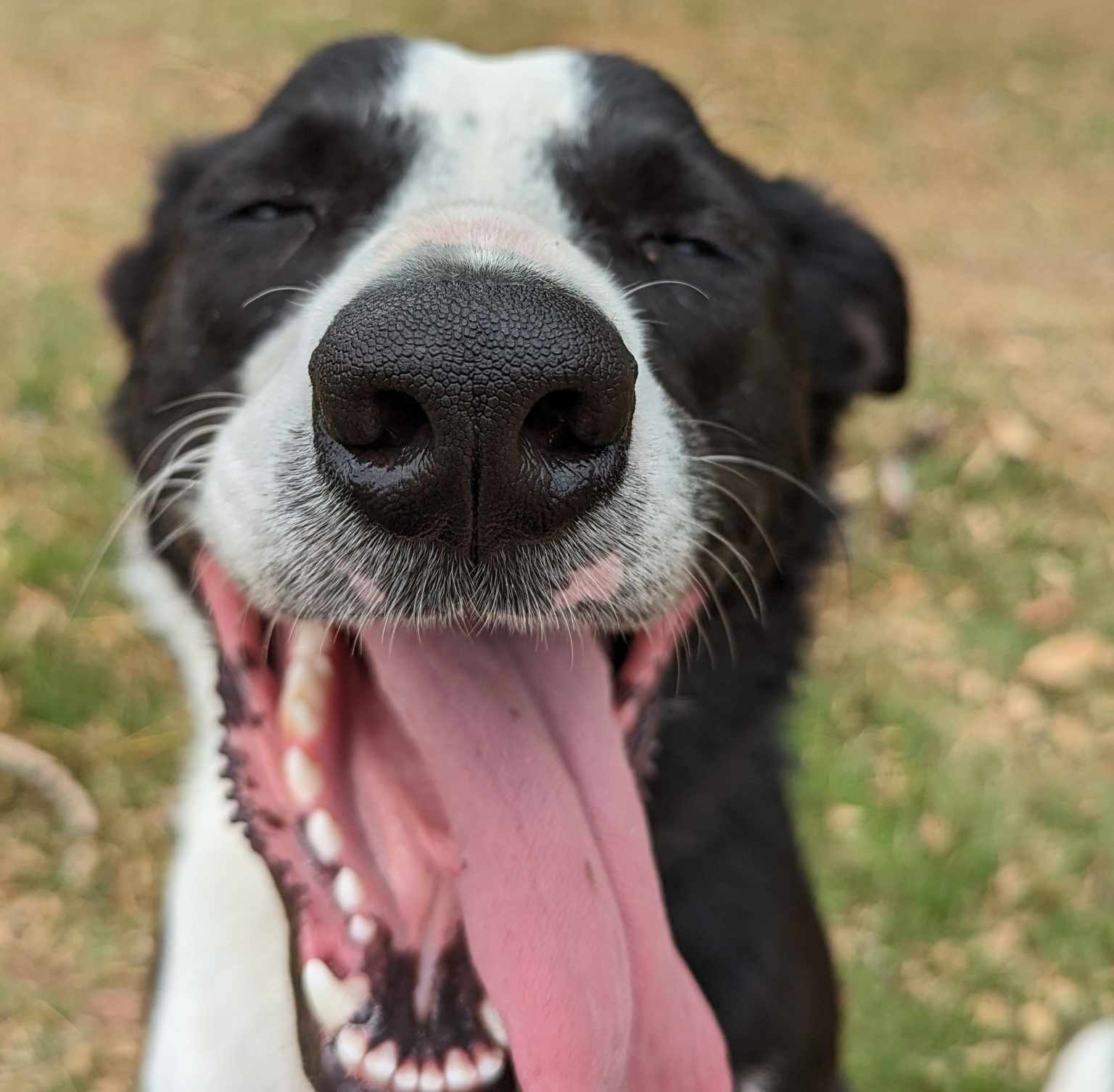 happy border collie face